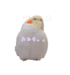 オカメインコのゆずちゃん（個別スタンプ：21）