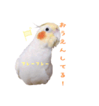 オカメインコのゆずちゃん（個別スタンプ：23）