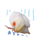 オカメインコのゆずちゃん（個別スタンプ：24）