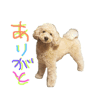 くつした好きのシェイクくん（個別スタンプ：7）