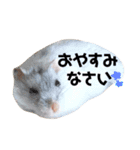 はむすたんぷ。coco ver.（個別スタンプ：8）