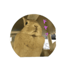うさぎも考える（個別スタンプ：1）