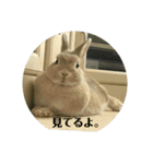 うさぎも考える（個別スタンプ：2）