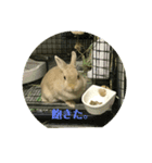 うさぎも考える（個別スタンプ：3）