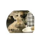 うさぎも考える（個別スタンプ：4）