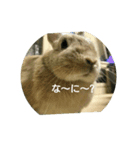 うさぎも考える（個別スタンプ：5）