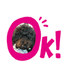 毎日クッキー（個別スタンプ：8）