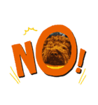 毎日クッキー（個別スタンプ：10）
