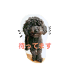 毎日クッキー（個別スタンプ：16）