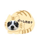京＆ルナスタンプ vol.2（個別スタンプ：3）