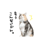 猫の手も借りたい。（個別スタンプ：1）