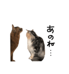 猫の手も借りたい。（個別スタンプ：3）