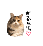 猫の手も借りたい。（個別スタンプ：4）