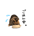 猫の手も借りたい。（個別スタンプ：8）