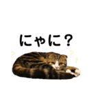 つくねスタンプだよPart1（個別スタンプ：11）