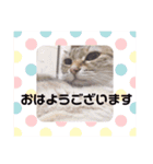 ひめちスタンプ（個別スタンプ：7）