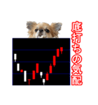 ロングコートチワワの投資＆相場スタンプ3（個別スタンプ：3）