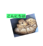 爬虫類こんにちは。（個別スタンプ：1）