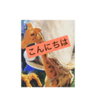 爬虫類こんにちは。（個別スタンプ：2）