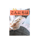 爬虫類こんにちは。（個別スタンプ：3）