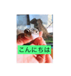 爬虫類こんにちは。（個別スタンプ：4）