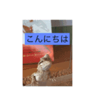 爬虫類こんにちは。（個別スタンプ：5）
