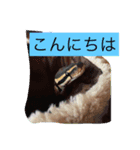 爬虫類こんにちは。（個別スタンプ：6）