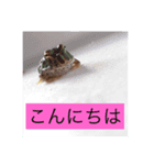 爬虫類こんにちは。（個別スタンプ：7）