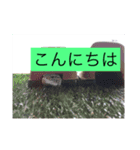 爬虫類こんにちは。（個別スタンプ：8）