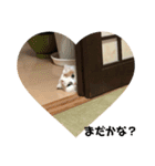 プップの可愛いスタンプです（個別スタンプ：4）