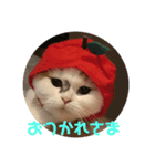 プップの可愛いスタンプです（個別スタンプ：8）