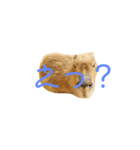 カピパラ（日常会話）（個別スタンプ：1）