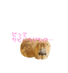 カピパラ（日常会話）（個別スタンプ：5）