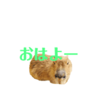 カピパラ（日常会話）（個別スタンプ：6）