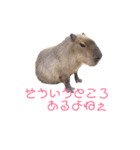 カピパラ（日常会話）（個別スタンプ：7）