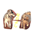 我が家のハスキー！その二（個別スタンプ：1）