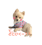 愛犬ポメ。ちーさんとくるみさん（個別スタンプ：1）