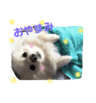 愛犬ポメ。ちーさんとくるみさん（個別スタンプ：3）
