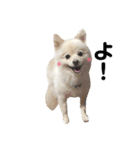 愛犬ポメ。ちーさんとくるみさん（個別スタンプ：5）
