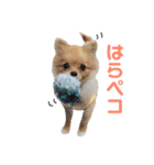 愛犬ポメ。ちーさんとくるみさん（個別スタンプ：6）