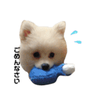 愛犬ポメ。ちーさんとくるみさん（個別スタンプ：8）