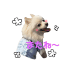 愛犬ポメ。ちーさんとくるみさん（個別スタンプ：9）