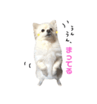 愛犬ポメ。ちーさんとくるみさん（個別スタンプ：10）