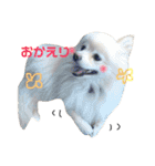 愛犬ポメ。ちーさんとくるみさん（個別スタンプ：11）