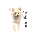 愛犬ポメ。ちーさんとくるみさん（個別スタンプ：12）