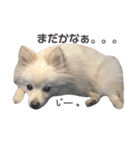 愛犬ポメ。ちーさんとくるみさん（個別スタンプ：13）