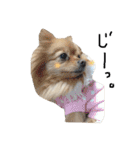 愛犬ポメ。ちーさんとくるみさん（個別スタンプ：14）