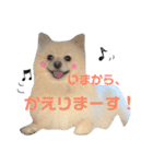 愛犬ポメ。ちーさんとくるみさん（個別スタンプ：16）