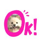 愛犬ポメ。ちーさんとくるみさん（個別スタンプ：17）