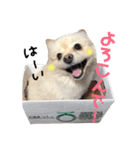 愛犬ポメ。ちーさんとくるみさん（個別スタンプ：18）